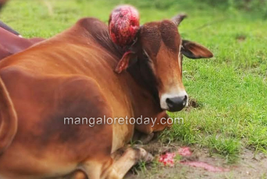 bull 7sep18 1